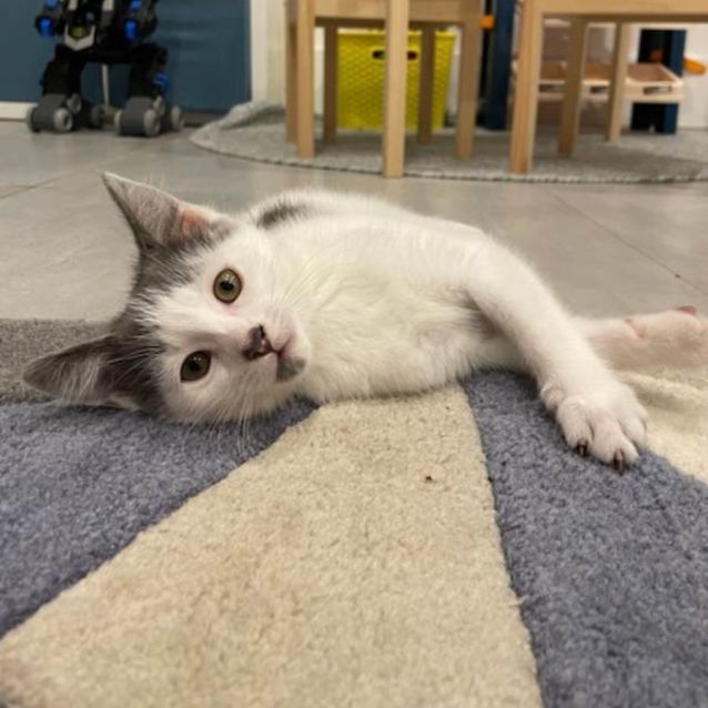 Photo of Zippy **2nd Chance Cat Rescue**