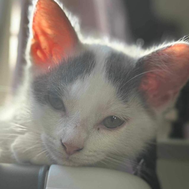 Photo of Snowball
