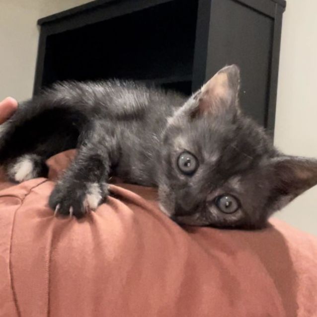 Photo of Minerva