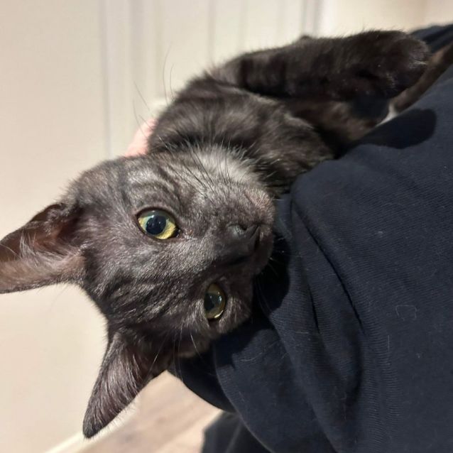 Photo of Nala   Located In Pakenham