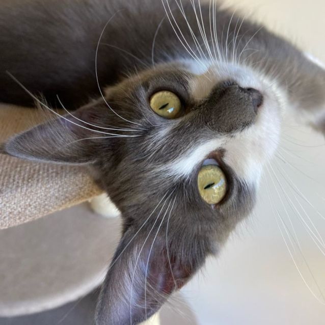 Photo of Katya ^^Dandy Cat Rescue^^