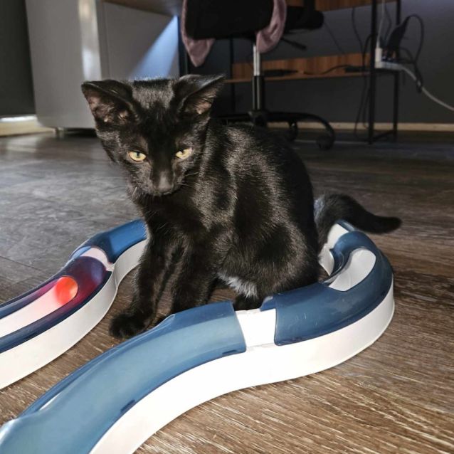 Photo of Khan ** 2nd Chance Cat Rescue **