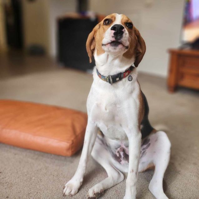Photo of Angus