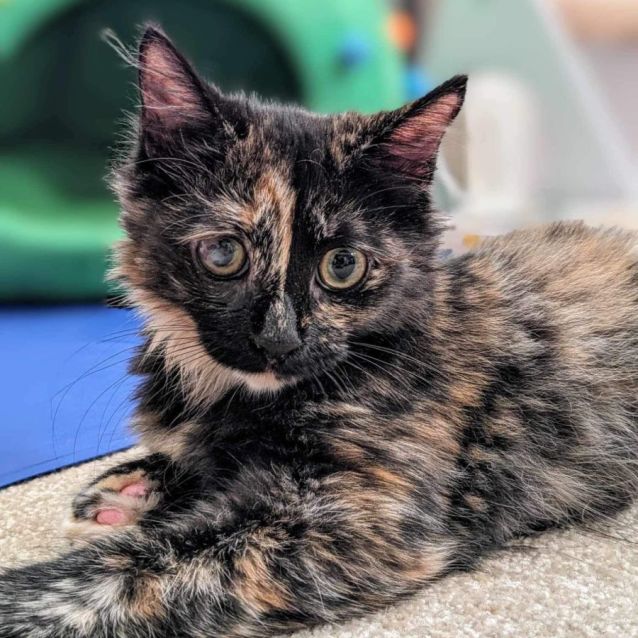 Photo of Aurora And Aladdin 