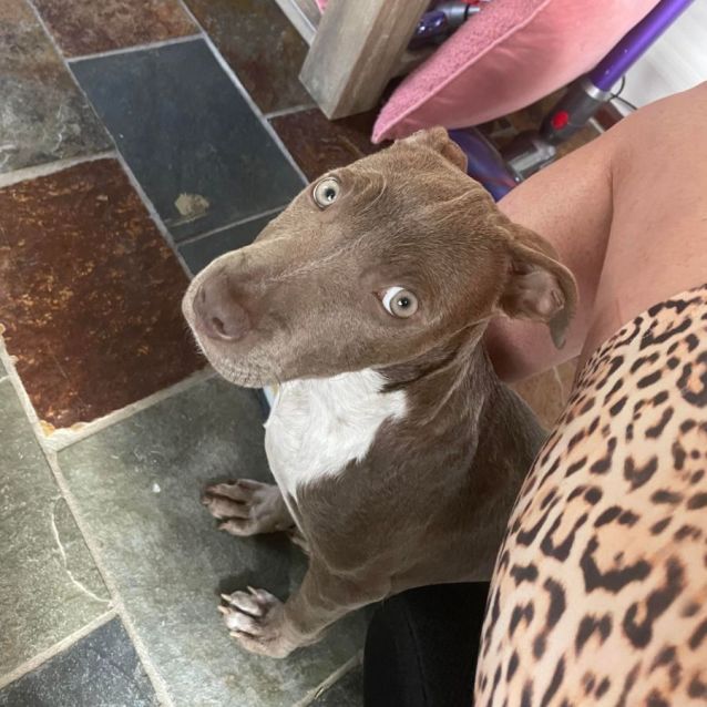Photo of Milo