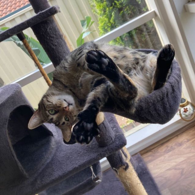 Photo of Milo & Brownie 💙💙