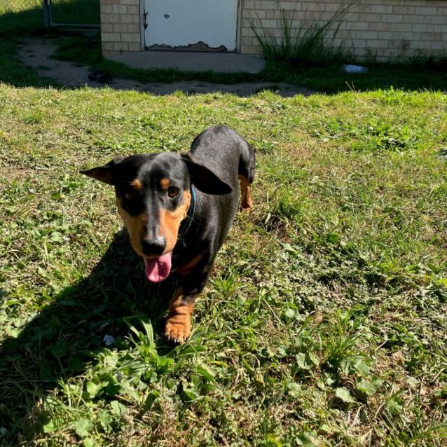 Photo of Henry
