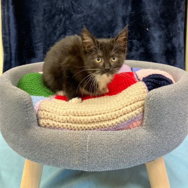 Photo of Binx
