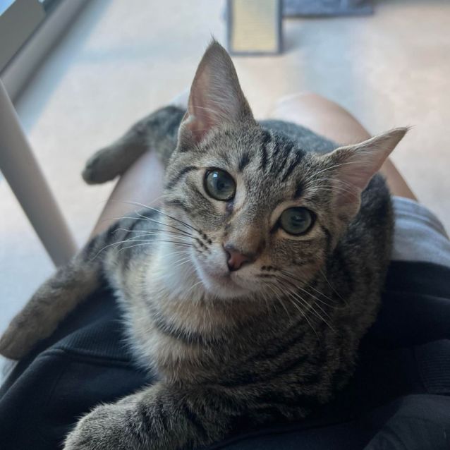 Photo of Levi   Located In Frankston