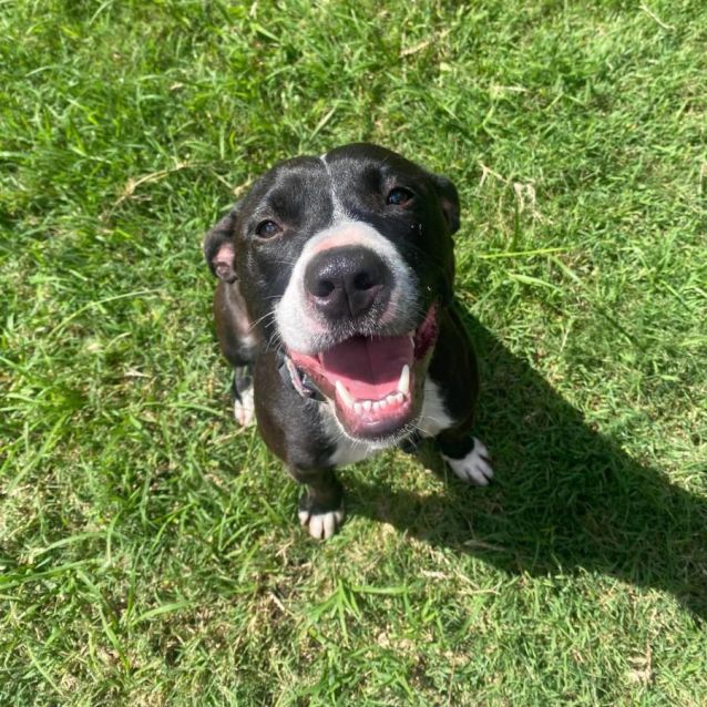 Photo of Pippin