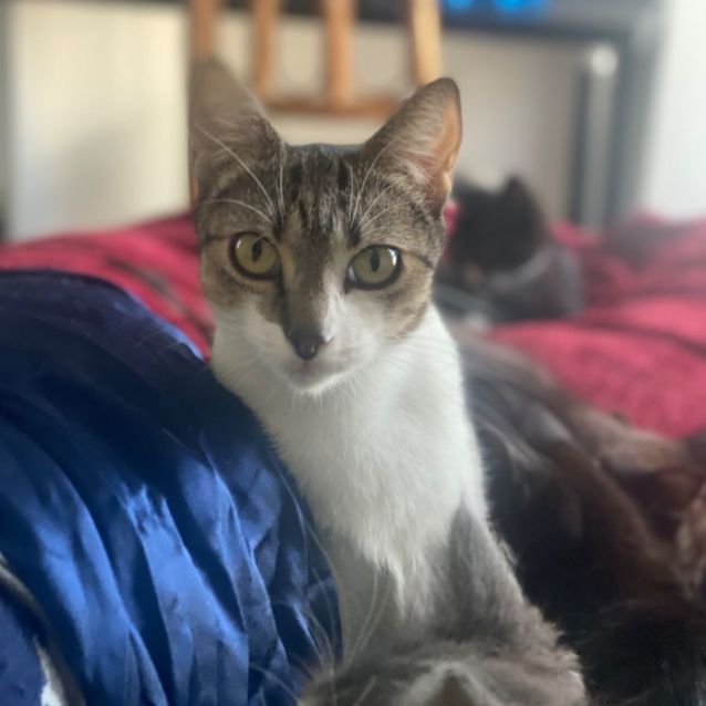 Photo of Biscotti **2nd Chance Cat Rescue**