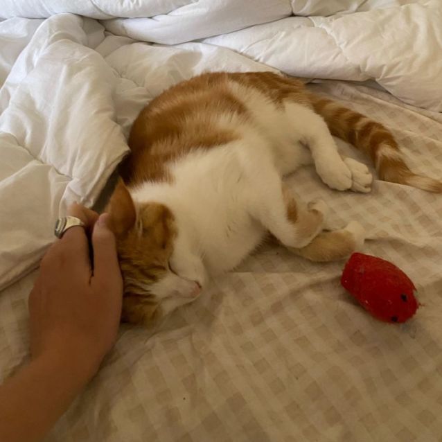 Photo of Clementine