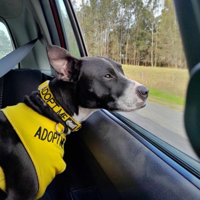 Photo of Pippin