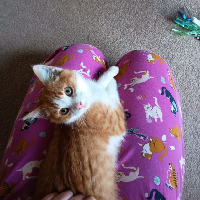 Photo of Pumpkin