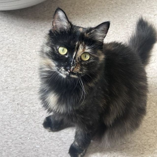 Photo of Lily *9 Lives Project Rescue*