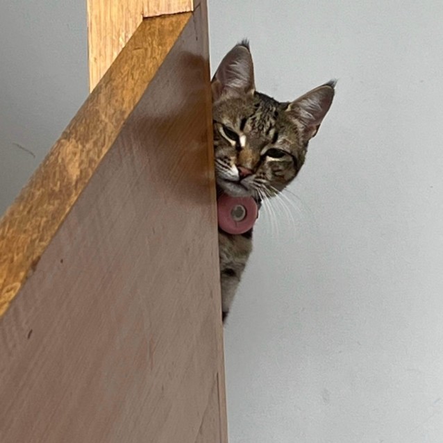 Photo of Sweet Heart