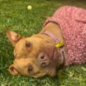 Photo of Sugar ** Dear Girl Waiting Patiently **