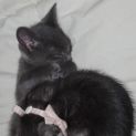 Photo of Smokey Blue