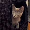 Photo of Thimble ^Dandy Cat Rescue^