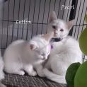 Photo of Cotton