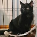 Photo of Obsidian