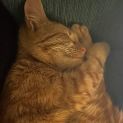 Photo of Goldie