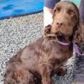 Photo of Hazel