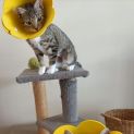 Photo of Sage