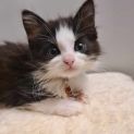 Photo of Carlina