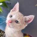 Photo of Gus