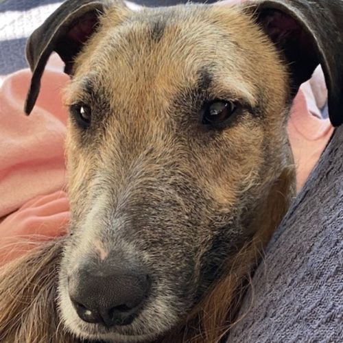 Charlie ~ 1.5yr Old Greyhound X(On Trial 16/10/21)