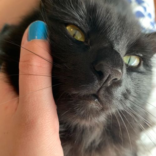 Lucinda - the sweetest natured lover!