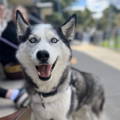 Dakota 