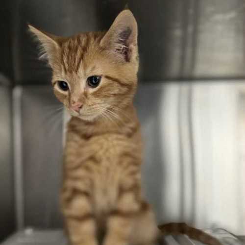 Charlie - Located in Preston