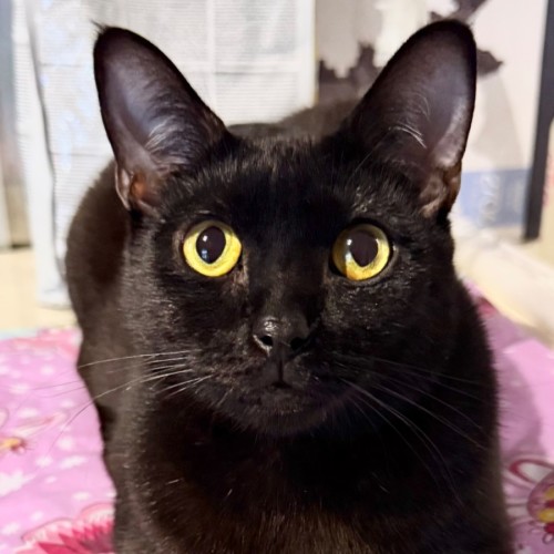 Nova