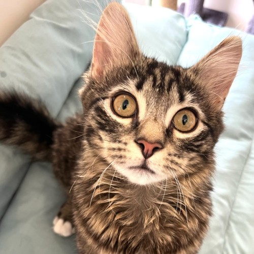 Albert 