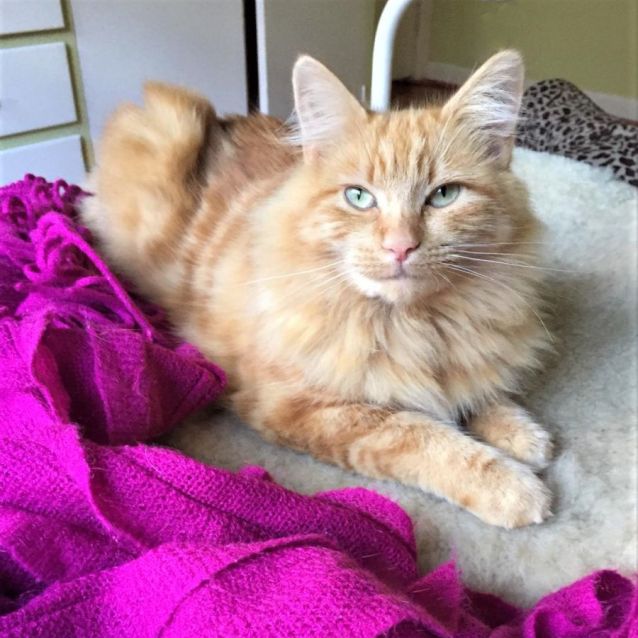 Photo of Marigold ^^Dandy Cat Rescue^^