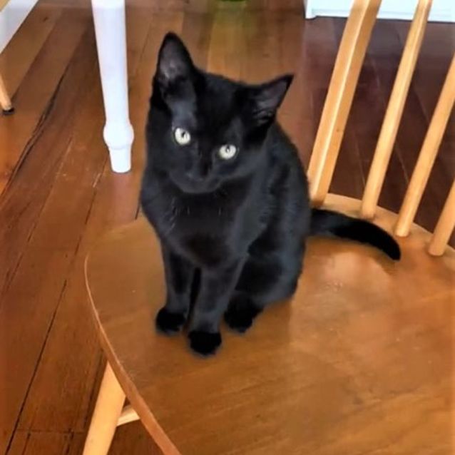 Photo of Bran ^Dandy Cat Rescue