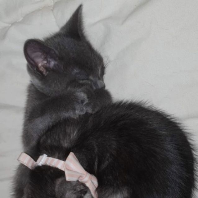 Photo of Smokey Blue