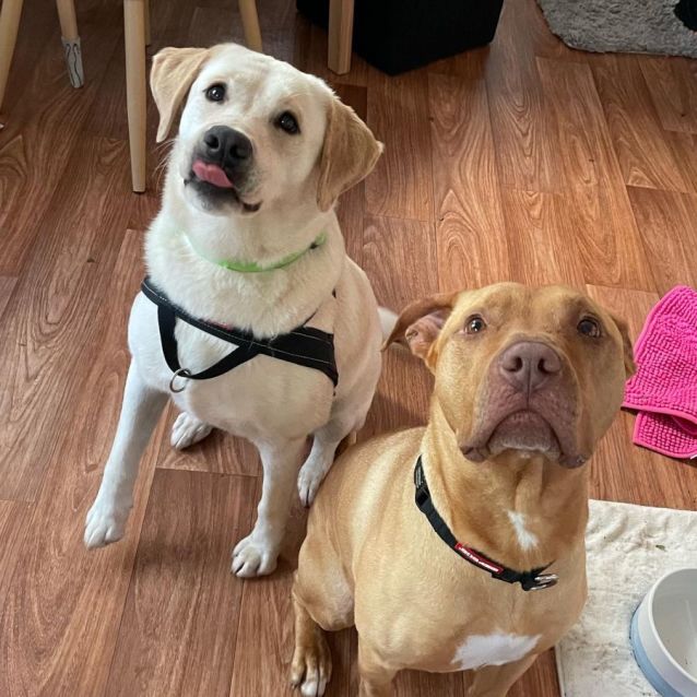 Photo of Koda And Ryda 