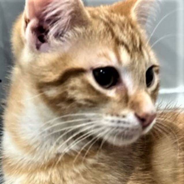 Photo of Maxi ^^Dandy Cat Rescue^^