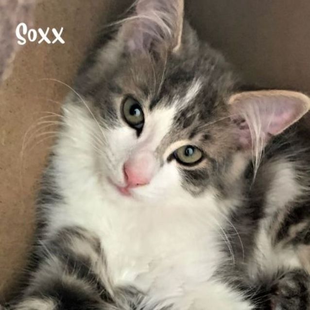 Photo of Soxx ^Dandy Cat Rescue^