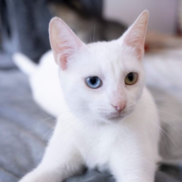 Photo of 👑 Duchess 👑