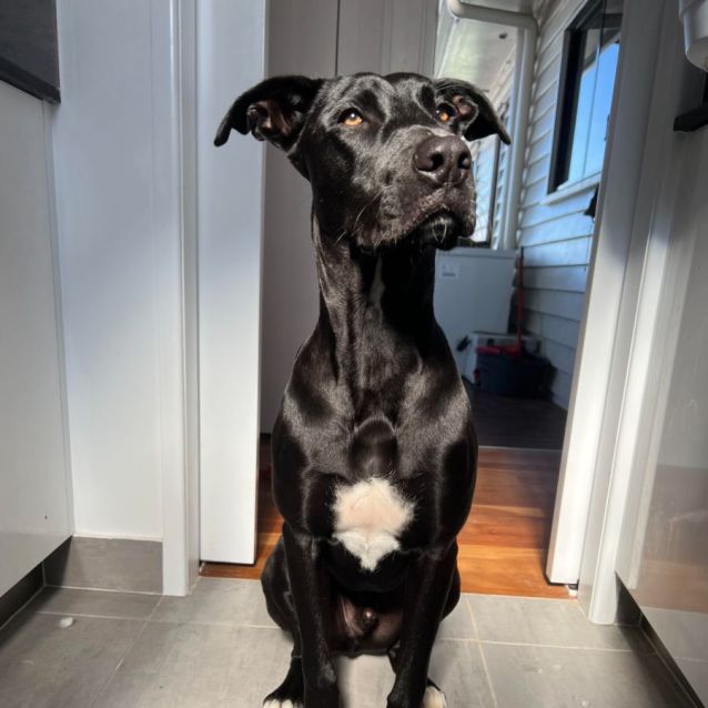 Photo of Banjo