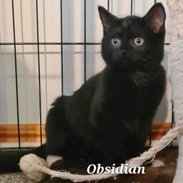 Photo of Obsidian