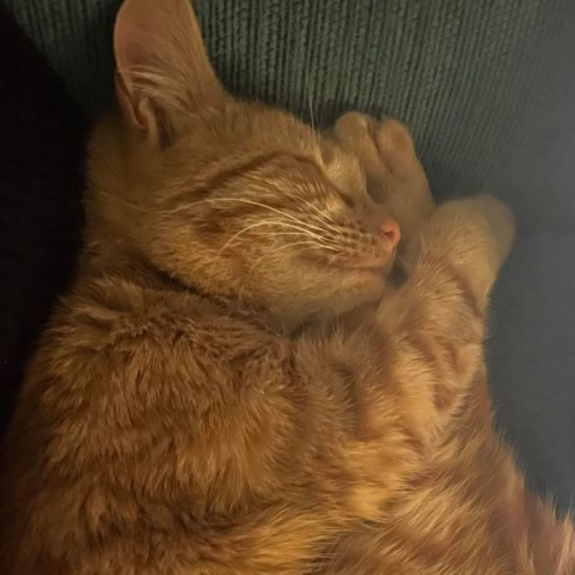 Photo of Goldie