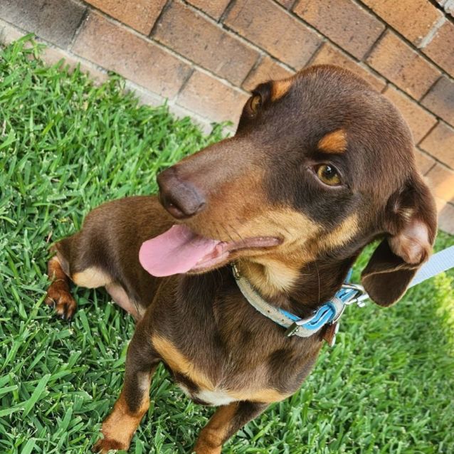Photo of Rusty