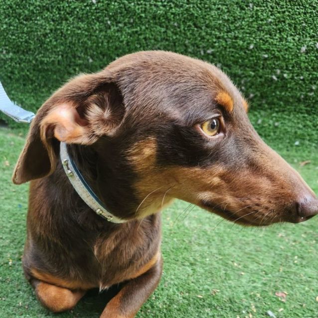 Photo of Rusty