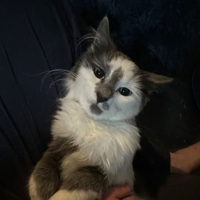 Photo of Inky **2nd Chance Cat Rescue**