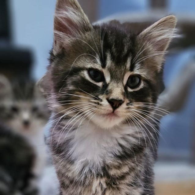 Photo of Eeyore ^^Dandy Cat Rescue^^